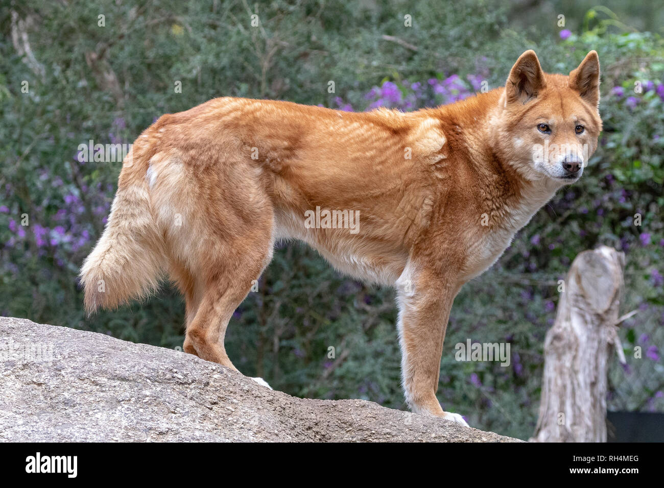 Dingo, Australian native Hunde (Canis lupus Dingo) auf einem Stein saß Stockfoto