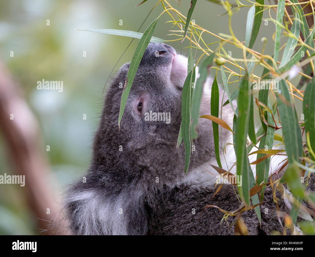 Australische Koala, kletternde Pflanzen fressenden Beuteltier, beheimatet in Australien Stockfoto