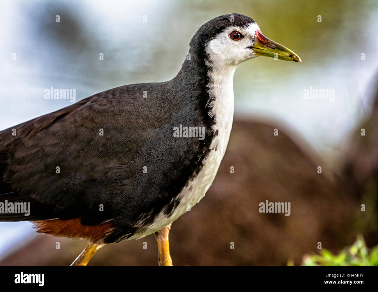 White-breasted Waterhen Stockfoto