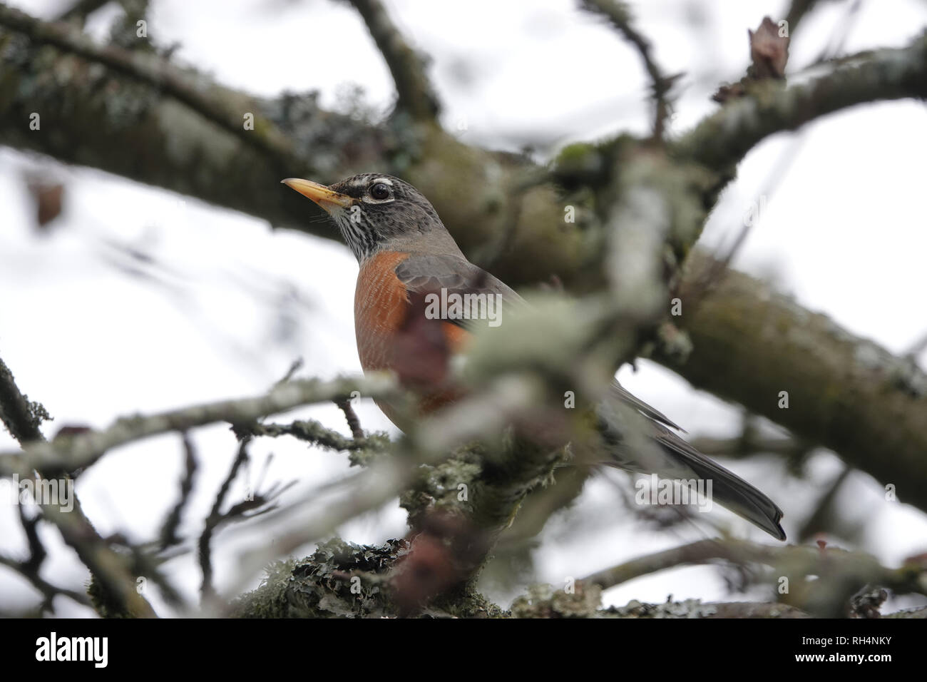 American Robin (Turdus migratorius) in Bellevue, WA, USA im Januar 2019 Stockfoto