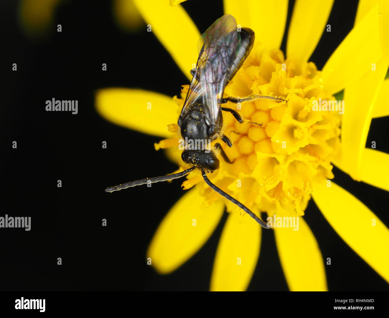 Männliche Schweiß Biene, Lasioglossum sp. (Oder, weniger wahrscheinlich, Halictus sp.), auf einer Blume Stockfoto