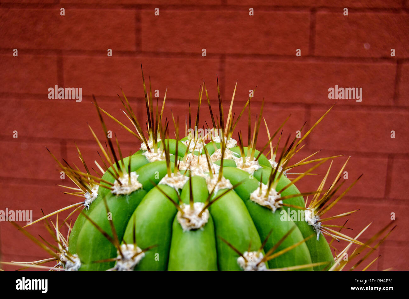 Scharfe, lange Stacheln stoßen aus einem Trichocerous Validus Kaktus. Stockfoto