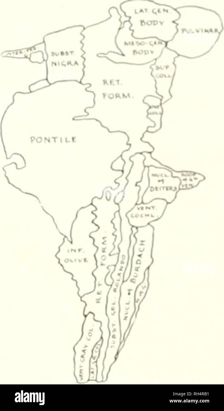 . Das Gehirn vom Affen zum Menschen; ein Beitrag zur Untersuchung der Entwicklung und der Entwicklung des menschlichen Gehirns. Gehirn; Evolution; Pongidae. Abb. 314. LAKEKAL Oberfläche der grauen Substanz von BRAIX STAMM, IROGLODYTES GORILLA. Schlüssel zum Diagramm, im-. coli., irior Inl' Colliculus; inf Olive. Minderwertigen Oliven; ivter-Ped. c. Interpeduncular graue Materie; lat. gen. Körper. Seitliche Geniculate Body; lat. Grau coi.., Seitliche graue Spalte; meso-cen. Körper". Mesialen Geniculate Body; nlcl. von bihdach, Kern der Burdach; Nicl. von deiters, Kern des Deitcrs; n. g., Kern von Goll; ret. Formular.. Retikuläre Formation; Dach o Stockfoto
