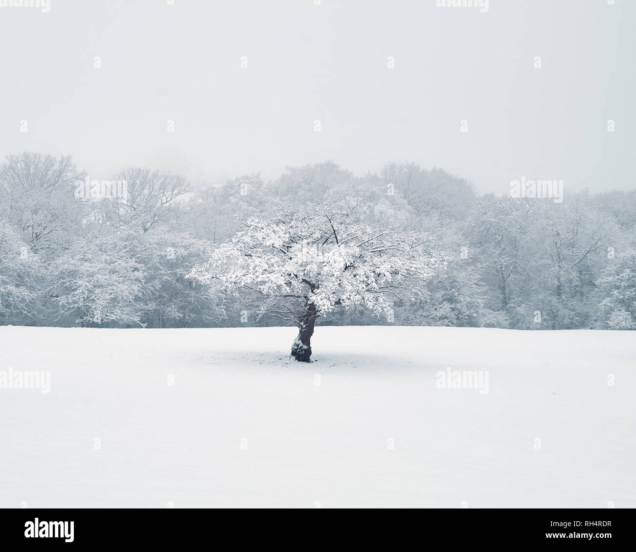 Verschneite Winterlandschaft Szenen in Lyme Park, ein National Trust property am Rande des Peak District National Park. Stockfoto