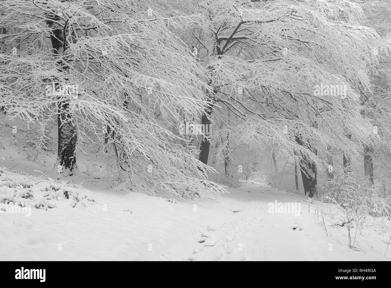 Verschneite Winterlandschaft Szenen in Lyme Park, ein National Trust property am Rande des Peak District National Park. Stockfoto