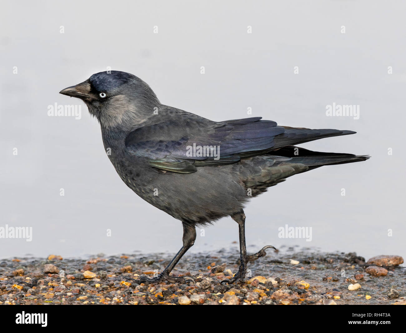 Dohle Corvus Monedula Fütterung auf Ackerland Stockfoto