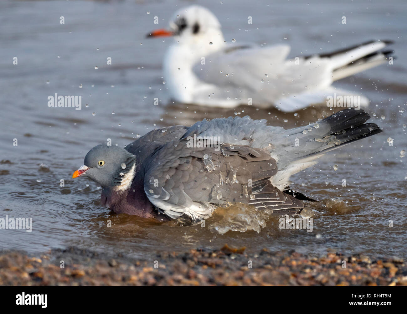 Ringeltaube baden und schwarze Leitung Möwe Stockfoto