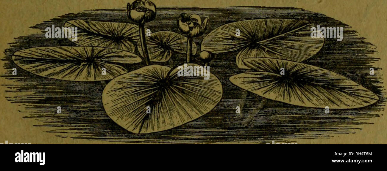 . Botánica descriptiva. Compendio de la flora Española. Estudio de las Vulcanus que Viven espontáneamente en España y de las más frecuentemente cultivadas que Tienen aplicaciones De medicina, Agricultura, Industria y horticultura. Pflanzen. fiuio. y Verdes en la parte Superior, y Limbo elíptico, casi, rund, simétricas, hen-adidas Desde la Base hasta la inserción del pecíolo, que es zentrale Casi; Flores, con emergidas pedúnculos Largos; sépalos Verdes por el envés, lanceolados, Blancos por el Haz; ovales, pétalos cóncavos, blanquí-simos, algunos de los exteriores Jas-peados de Verde € n La lín Stockfoto