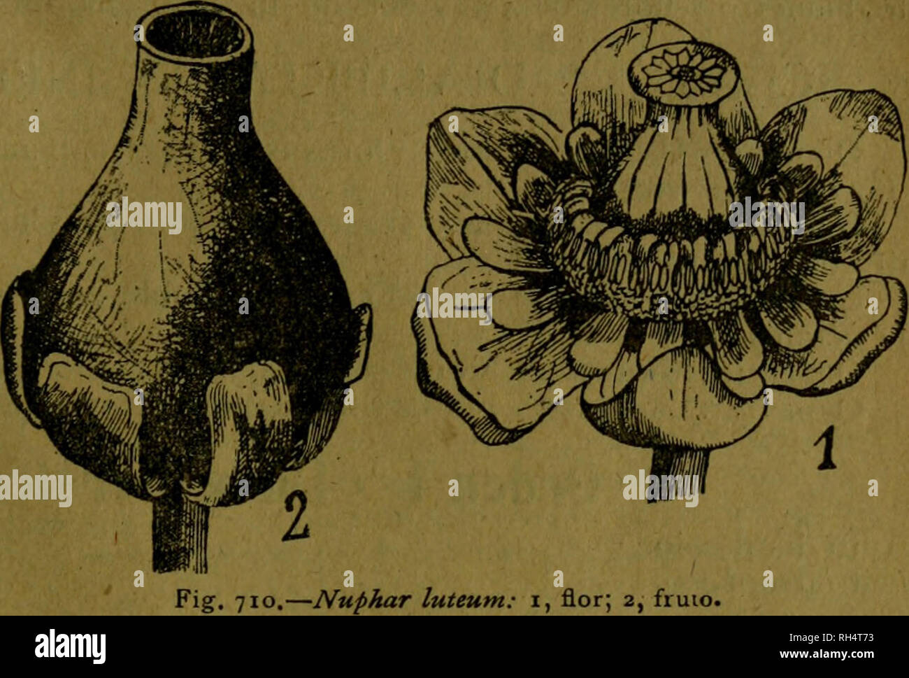 . Botánica descriptiva. Compendio de la flora Española. Estudio de las Vulcanus que Viven espontáneamente en España y de las más frecuentemente cultivadas que Tienen aplicaciones De medicina, Agricultura, Industria y horticultura. Pflanzen. 131. fiuio. y Verdes en la parte Superior, y Limbo elíptico, casi, rund, simétricas, hen-adidas Desde la Base hasta la inserción del pecíolo, que es zentrale Casi; Flores, con emergidas pedúnculos Largos; sépalos Verdes por el envés, lanceolados, Blancos por el Haz; ovales, pétalos cóncavos, blanquí-simos, algunos de los exteriores Jas-peados de Verde € n l Stockfoto