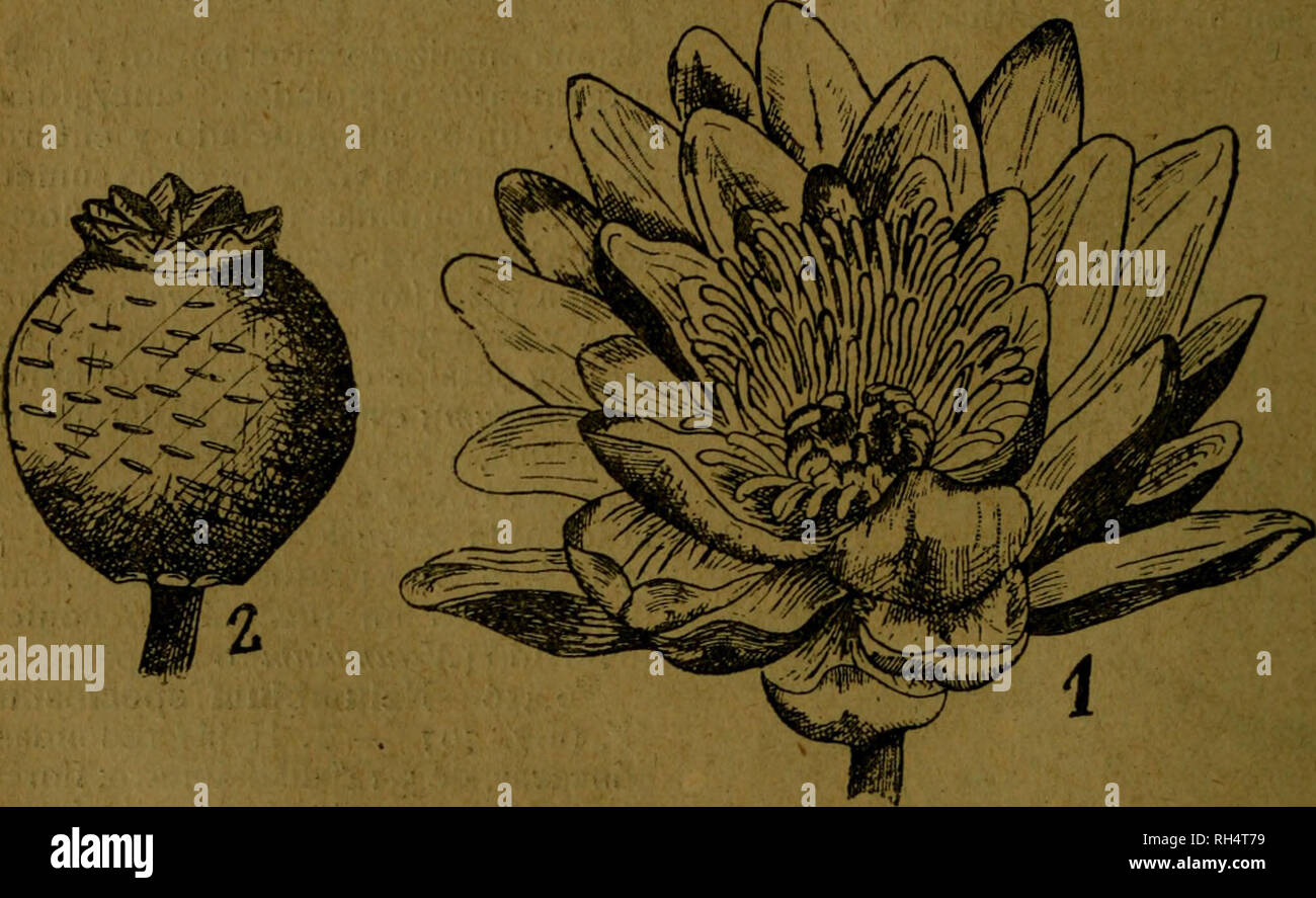 . Botánica descriptiva. Compendio de la flora Española. Estudio de las Vulcanus que Viven espontáneamente en España y de las más frecuentemente cultivadas que Tienen aplicaciones De medicina, Agricultura, Industria y horticultura. Pflanzen. Abb., 709.- NymphcEa Alba: Ich, Flor; 2, Fruto. estambres pétalos y en número sobre el Indefinido, insertos ovario; fruto con Cicatrices. ^ 6.458. N. alba L.-l^. Hojas con pecíolos cilindricos de3' A6', casi Farbton - Cos, curvos en su ápice, Blancos en la Base, Pardo - obscuros hacia su mitad. Bitte beachten Sie, dass diese Bilder aus gescannten Seite Bilder, ma extrahiert werden Stockfoto