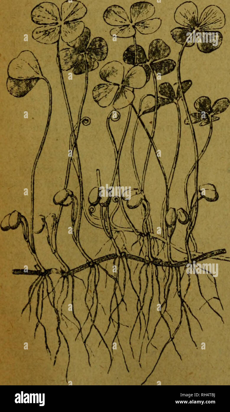 . Botánica descriptiva. Compendio de la flora Española. Estudio de las Vulcanus que Viven espontáneamente en España y de las más frecuentemente cultivadas que Tienen aplicaciones De medicina, Agricultura, Industria y horticultura. Pflanzen. Abb. 206.- Corte transversal d Pilularia globulifera "la. Familia É 48/: Marsiliáceas Rizoma horizontal, enraizado, en el Fondo de ein guas Dulces muy Poco pro-Fundas, y vivir pudiendo Siempre que no se d eseque por Completo el Suelo. Su cara minderwertig emite Raíces, y la Superior frondes pecío foliáceas Con-lo Largo y Limbo cuadrilobulado (Mar-SILIA) o sin Extremität Stockfoto