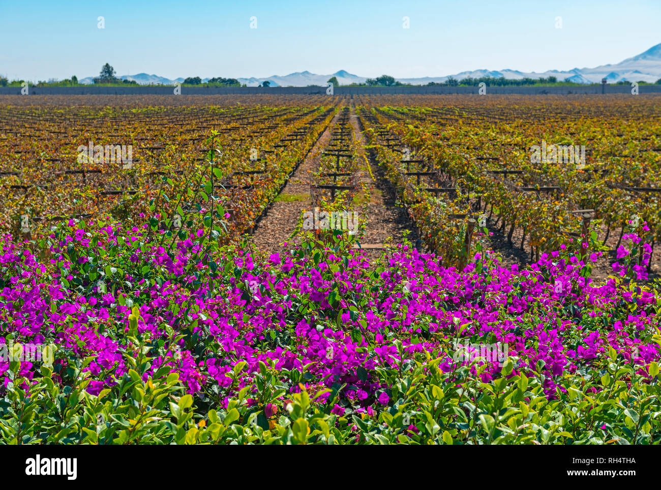 Bunte Fuchsia oder Magenta Bougainvillea Blumen und Reben in einem Weingut der Ica, die der Erzeugung von Qualitätsweinen, Pisco und Champagner, Peru verwendet. Stockfoto