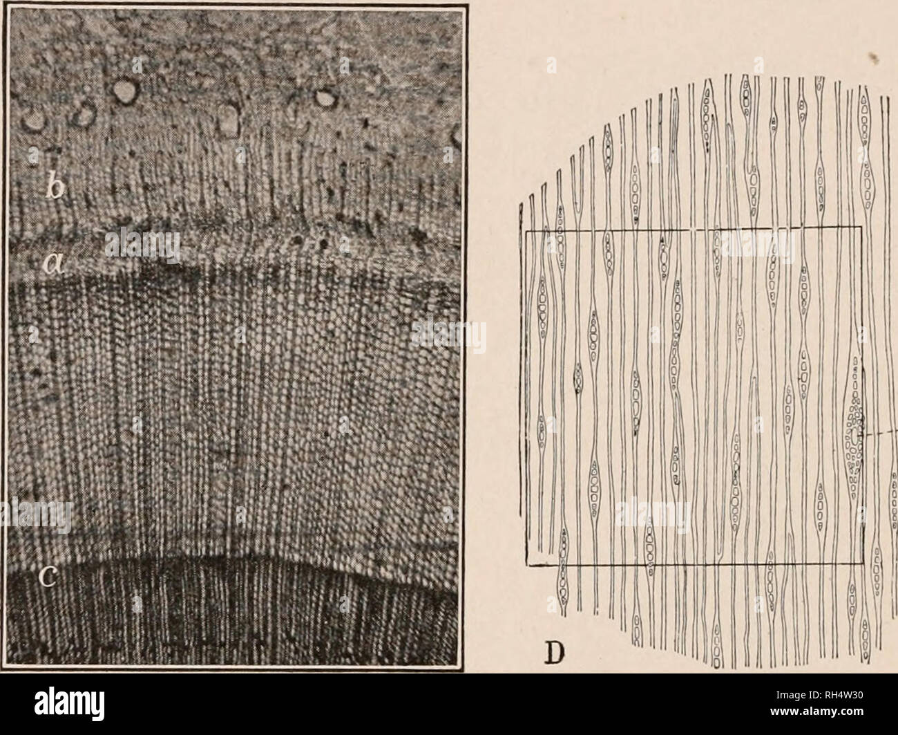 . Botanik für Sekundarschulen, ein Handbuch zur Kenntnis der Vegetation der Umgebung. Pflanzen. 292 STRUKTUR DER Stängel und Wurzeln Ring selbst seinem Umfang zu vergrößern und zu bewegen - Station durch dieses Wachstum. 496. Studieren sekundäre Verdickung: Schneiden von dünnen Querschnitte von Lindenholz stammt aus verschiedenen Altersgruppen (1 bis 3 Jahre alt). Fleck und montieren. Mit geringer Leistung prüfen und. 462. Mikrofotografie der Querschnitt an, sekundäres Wachstum in Lärche, Juni 13; a, kambium; a-b, neue Phloem; a-c, neue Holz. D. Tagential Abschnitt Holz von Kiefern, zeigt Querschnitt Markstrahlen, rd, tr Stockfoto