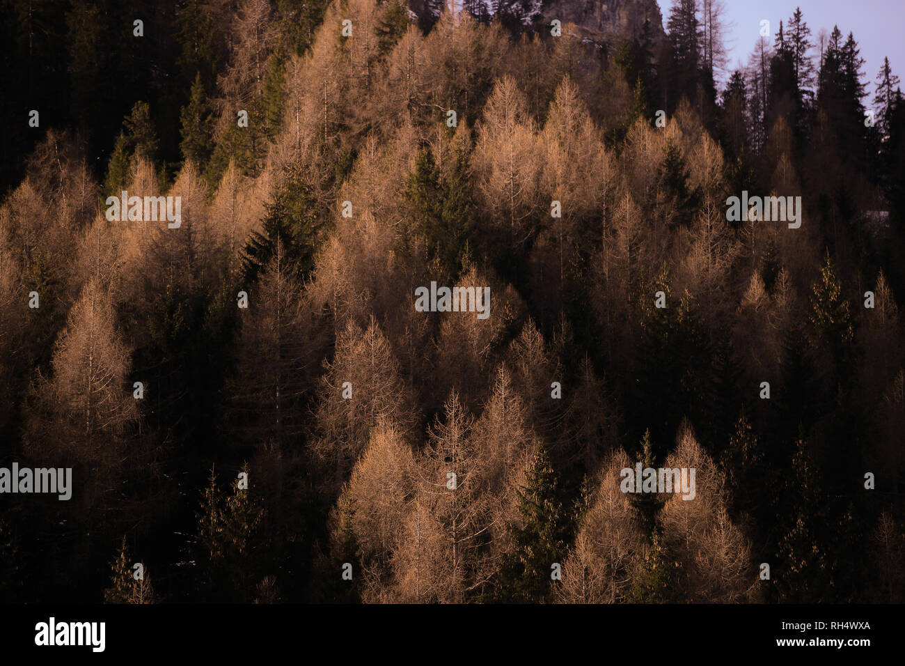 Schönen Herbst alpinen Nadelwald - Holz mit Tannen, Lärchen. Stockfoto