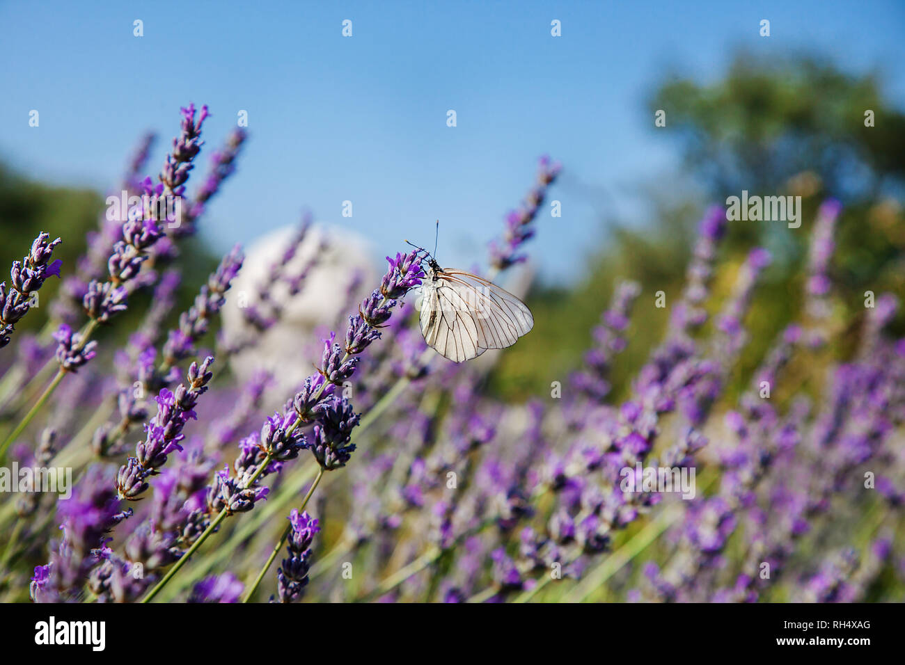 Lavendel Bush In Voller Blute Gegen Den Blauen Himmel Bunte