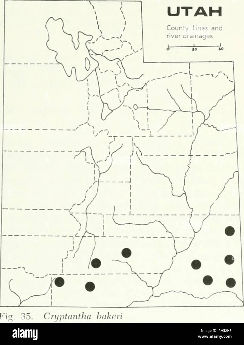 . Brigham Young University science Bulletin. Biologie -- Zeitschriften. BioL (x; icAL Sekiks, Vol. 16, Nr. 3 Der Bokacinaceae von Utah 29 yon-Juniper Gemeinschaft. Southea. Stengel Utah,. südwestlichen Colorado, nordwestliches Neue Mex-Ico, und nordöstlichen Arizona. Mai-august. Abb. 35. 1 Ich County Linien und flusseinzugsgebieten ich 5 io. Cn/ptantha bakcii Garfield Co., Bryce Canyon Natl. Park, B. Maguire 19101 (UTC); ca. 17 km südwestlich von Escalante,.. Cron (iuist 91.53 (UTC); Br&gt;ce Canyon Natl. Park, K. Gewicht Seriennr. (BRY); Kane Co., Quellgebiet des Virgin River, 1,5 km nördlich von Orderville, B. Maguir Stockfoto