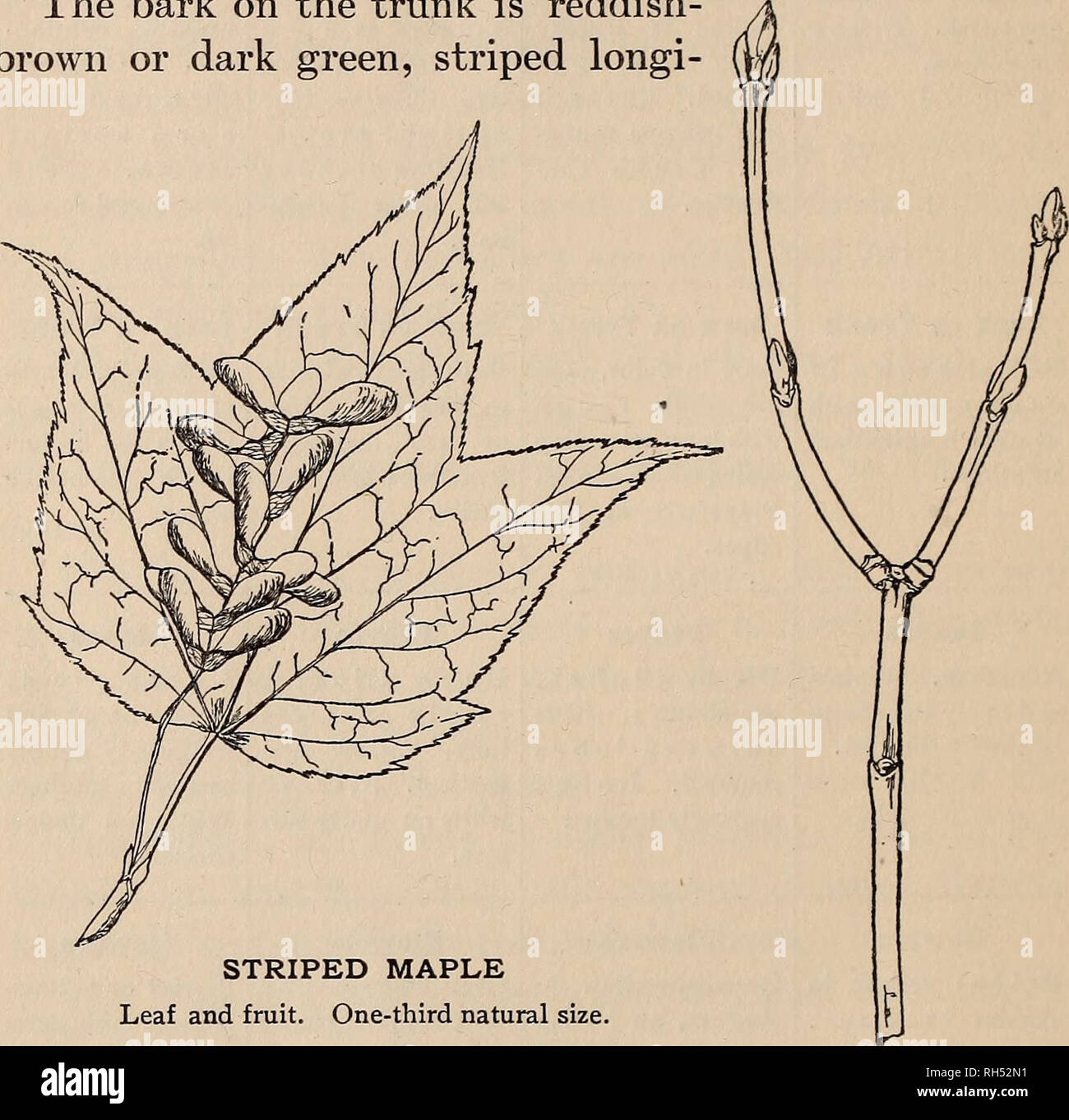 . Kurze Anleitung zu Massachusetts Förster. Die Wälder und die Forstwirtschaft; Forstwirtschaft Recht und Gesetzgebung. MASSACHUSETTS WALD BÄUME 1 gestreifte Ahorn (Acer pennsylvanicum L.) Diese Ahorn ist der gemeinsamen Auftreten in der zentralen und westlichen Teile von Massachusetts, aber selten oder gar nicht in der Nähe der Küste. In der Form ist es schlank und graziös, erreichen eine Höhe von 20 bis 25 Metern und einem Durchmesser von fünf bis acht Zoll. Seine bevorzugten Lebensraum ist cool, felsigen Wald. Die Rinde am Stamm ist rötlich-braun bis grün, gestreift longi-Antriebs". STRIPED Maple Leaf und Obst. Ein Drittel Natura Stockfoto