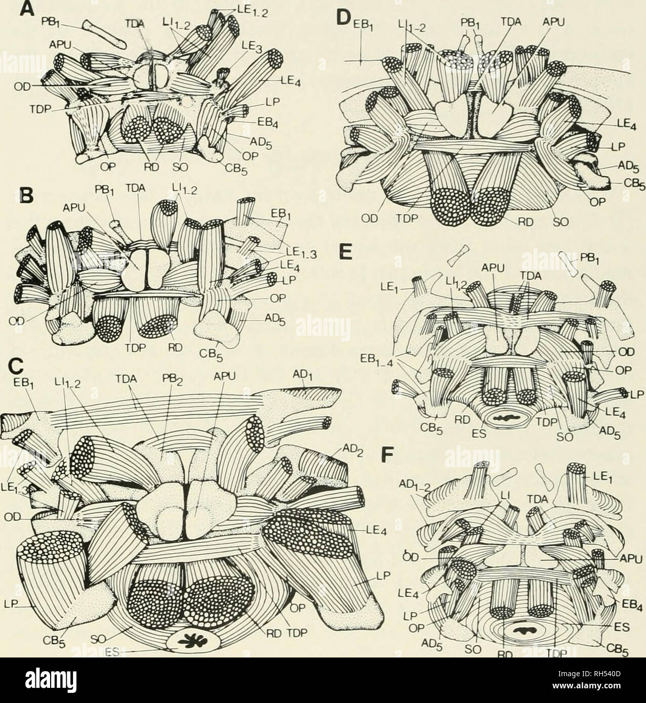 . Breviora. BREVIORA Nr. 472. RD NACH OBEN Abbildung 2. Dorsale Aspekt der Branchial Muskulatur von posterior gesehen die Muskeln um die Speiseröhre und Posterioren branchial Bögen zu beleuchten. A) Pomacentrus littoralis; B) Abudefduf taurus; C) Tautogolabrus adspersus; D) Amphiprion xanthurus; e) "haplochromis "LEUCISCUS; F) Embiotoca Lormieri. Abkürzungen: AD, Adduktoren branchialis; APU, apophysis des oberen pharyngeal Kiefer (dritte pharyngobranchial); CB%fünften ceratobranchial (untere pharyngeal Kiefer, LPJ); EB, epibranchial; ES, Speiseröhre; LE externus, levator Muskel; LI, levator intern Stockfoto