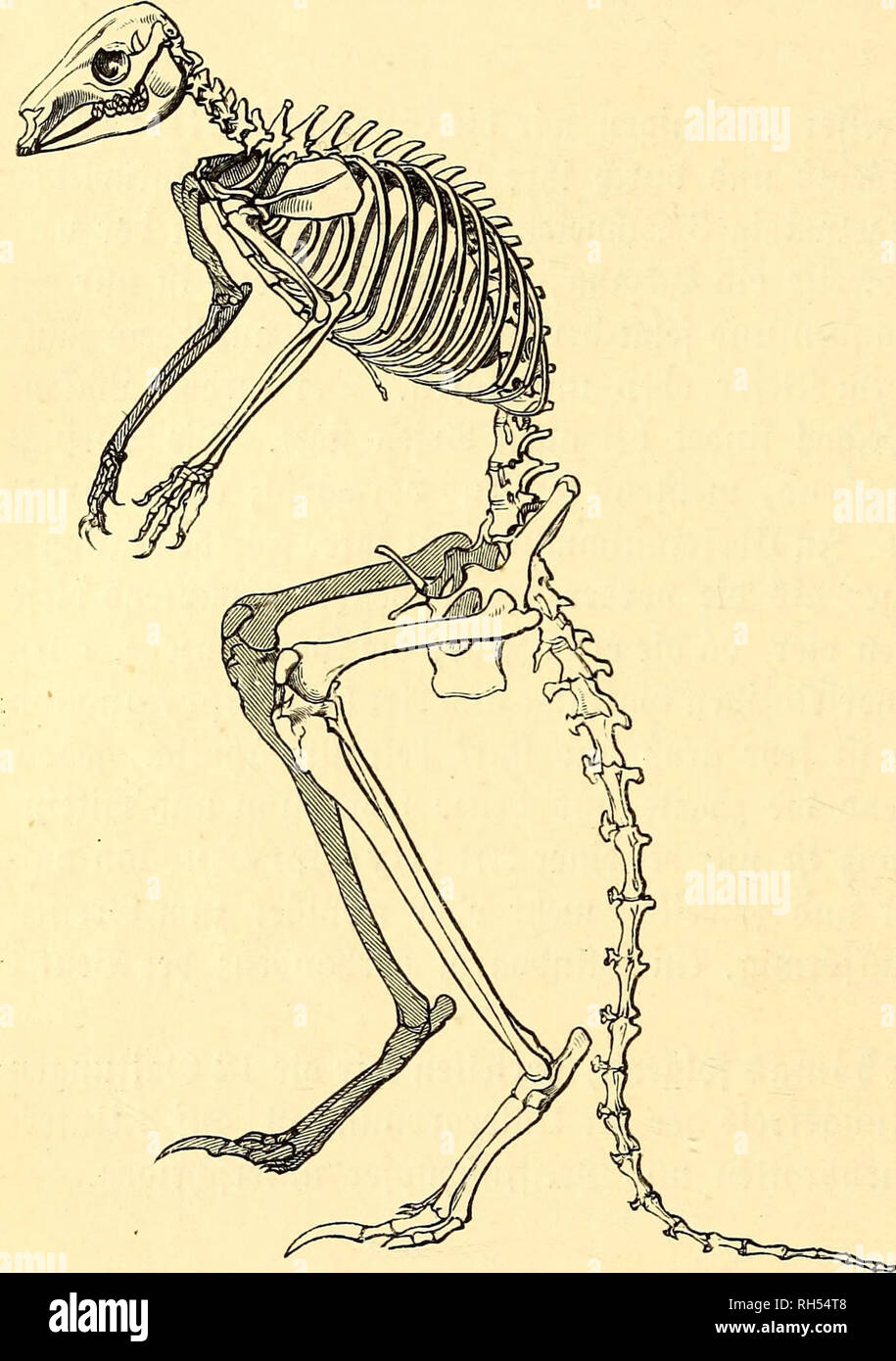 . Brehms Tierleben: allgemeine Kunde des Tierreichs: mit 1800 Abbildungen im Text, 9 Karten und 180 Abb. auf Tafeln in Farbendruck und Holzschnitt. Zoologie; das Verhalten der Tiere. C 46 3] ier 5 et) nte Drbnung: 33; euteUiere erfte^^ amilie: "springbeutler. t) erlängerte gugrautöelu mit ftarfen unb langen Qe^) en, von benen bie uierte einen gen) QL=ttgen^ ufartigen D^Agel trägt. ^^Sterben Slngal)! Ber 3^^^^^^^^^ ier beträgt, Mil ber kannten Fe^, nur üier. ^Er "Sdjwanj ift t)er {) ältni^ inägig bicfer unb länger aU bei jebem anberen (Säugetiere unb äugerft mu^felfräftig. 3 m3 Serglei (^^e gu biefen © liebern{in! De Bie ror-werden. Stockfoto