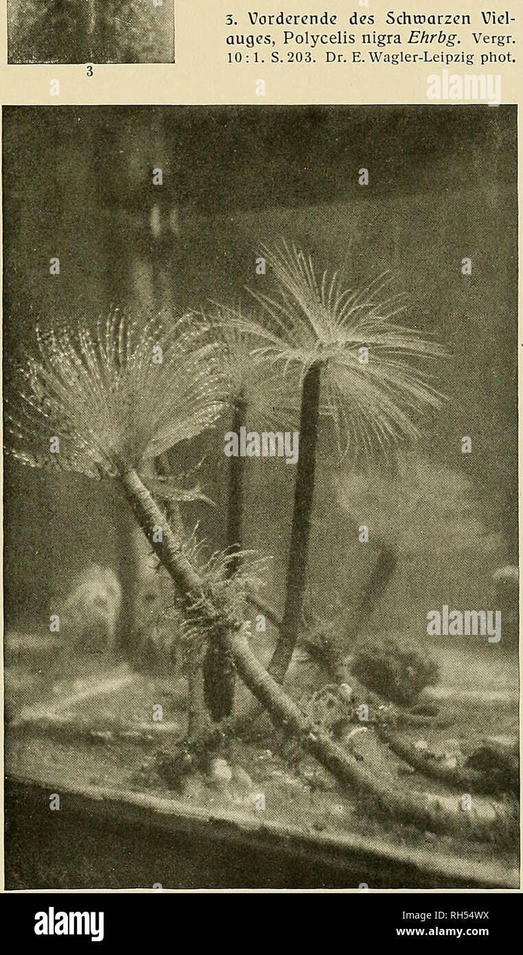 . Brehms Tierleben. Allgemeine Kunde des Tierreichs. Zoologie; das Verhalten der Tiere. 2. Asplanchna sieboldü Leydig-zellen. Vergr. 50:1. S. 246. Dr. E. Wagler phot. 3. Vordercndc des Schcoarzen Vicl - augcs, Ehrbg Polycelis nigra. Vergr. 10:1. S. 203. Dr. E. Wagler-Leipzig Phot .. 4. Rinderbandrourm, Taenia saginata [Goeze. Verlileinert. S. 228. / / 5. Spirographis spallanzanii Viviani. Verkleinert. S. 288. Dr. Joh. Schneider Phot .. Bitte beachten Sie, dass diese Bilder aus gescannten Seite Bilder, die digital für die Lesbarkeit verbessert haben mögen - Färbung und Aussehen dieser Illus extrahiert werden Stockfoto