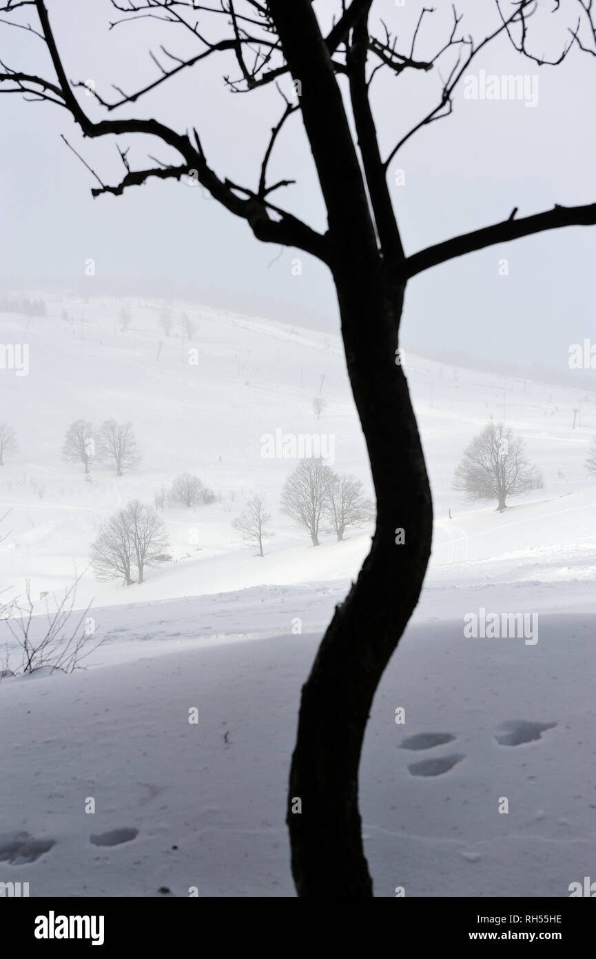 Luft, Schönheit, Wetter, Erde, Frühling, Winter, Natur, Tier, Outdoor, Feld, Landschaft, Jahreszeit, Holz, Holz, Wetter, Stockfoto