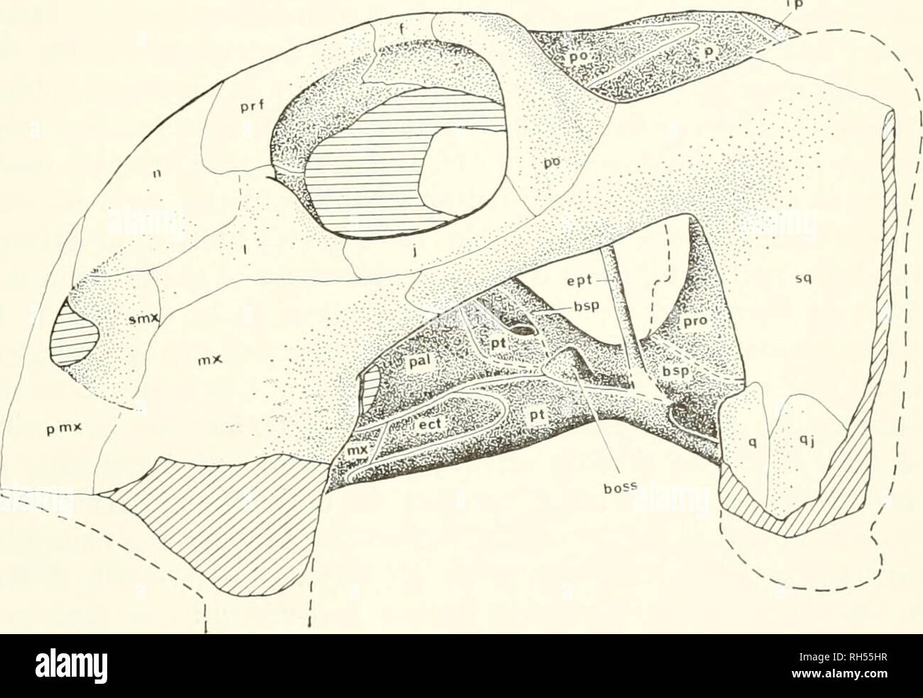 . Breviora. 1968 CHANARES DICYNODONT FAUNA Dach auf dem vorderen Teil des primären Gaumen, zwischen den vorderen Rami Der pterygoids. Auf beiden Seiten der mittleren Klinge Der vomer gibt es daher eine klare Passage dorsal (im knöchernen Schädel) an der ventralen Seite des Knochen des Schädels Dach (siehe auch Abb. 9B). Hinter den vomer, nur ein Relikt der interpterygoid Hohlheit re-Netz; durch sie sichtbar ist die ventrale Oberfläche des Processus cultriformis des parasphenoid. Das einzige Muster D. turpior, in der die mittlere Region der Gaumen gut erhalten ist, ist Muster Dgm Nr. 530R Stockfoto