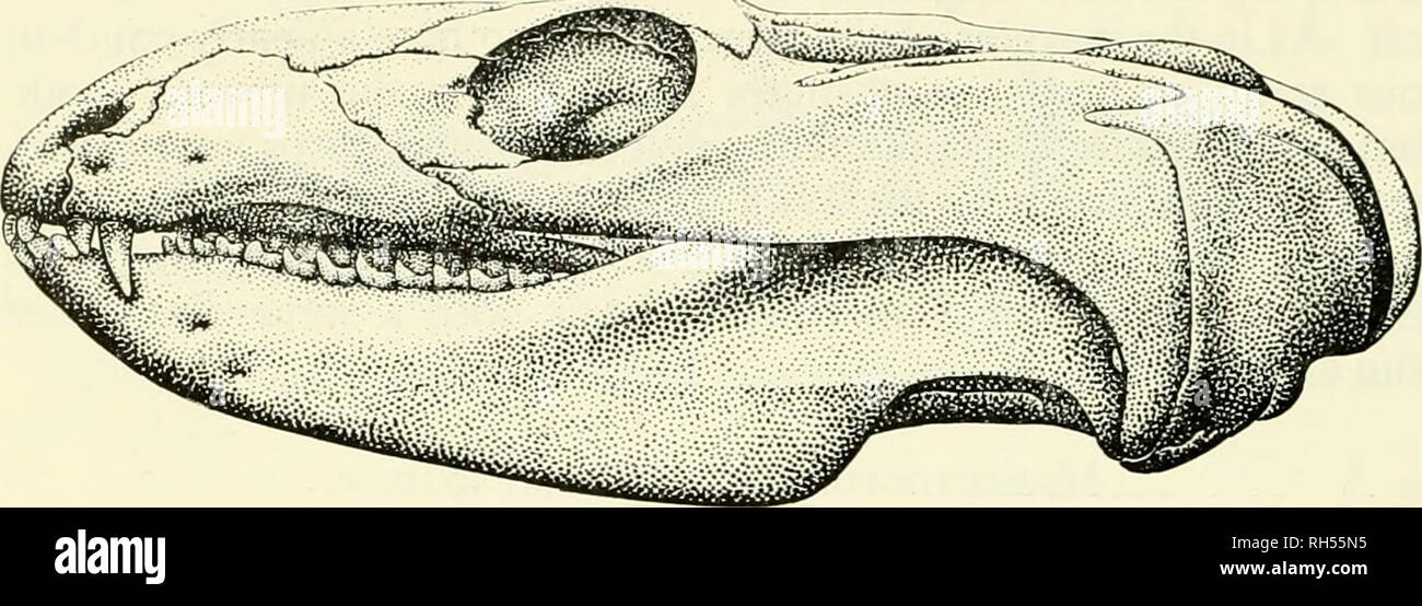. Breviora. 12 BREVICRA Nr. 264. Abbildung 8. Laterial Blick auf den