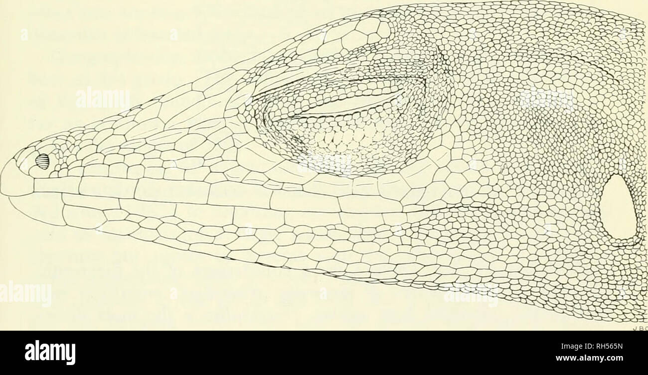 . Breviora. 1967 ANOLIS MONTICOLA GRUPPE 21 Hals und ausgeblendet. Die Grundfarbe der unteren Seiten der Kopf, Hals und Flanken ist blass gelb-grün mit Oliv-grüne Markierungen, einschließlich dunkle Ränder an den Längs- Flanke Streifen und andere kleine Striche und vermiculations, die vorhanden sein können. Das Kinn ist weißlich, wie eingefahren Wamme (Durch das Versammeln der Skalen); Die venter ist blass Metallic gelb-grün. Die wamme Haut stumpf ist grünlich Orange (über Pi. 13 L7, Maerz und Paul, 1950). Der Schwanz ist stumpf gelb bis orange, manchmal grünlich auf seiner basalen Hälfte bis zwei Dritteln, und Schwarz dist Stockfoto