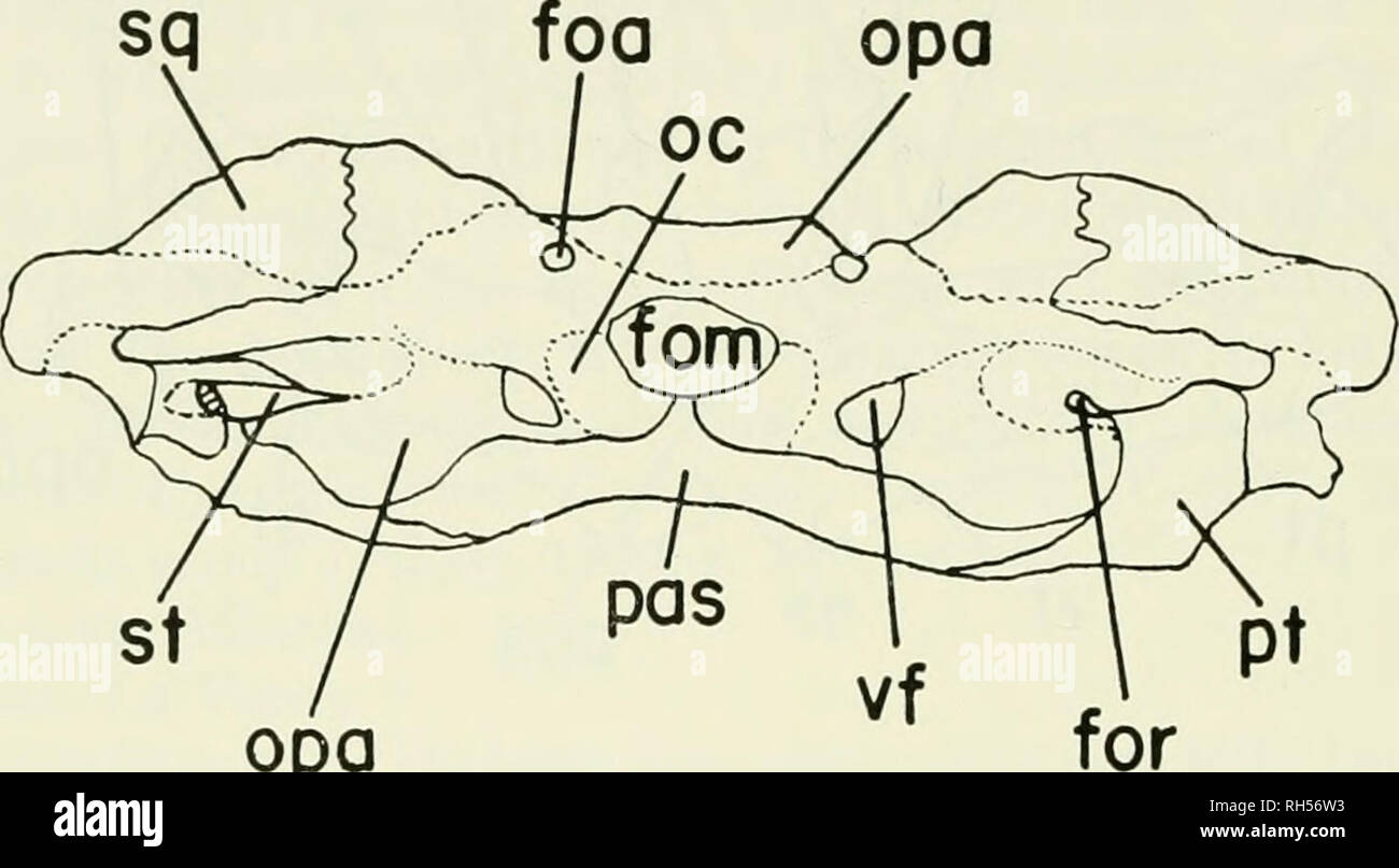 . Breviora. BREVIORA Nr. 193 gebrochen sind nur medial zu dem Punkt, an dem Sie Ihre quadratische und palatinal Prozesse gegeben haben würde, und der absteigende Quad- prozesse Der squamosals aus sind in etwa auf dem gleichen Niveau. Der Prozess der cultriform parasphenoid ist abgebrochen nur Posterioren an seine Stelle mit dem sphenethmoid, aber die Knochen zeigt nichts Ungewöhnliches. Die prootic prootic squamosal-und-parasphenoid Nähte sind schwer zu erkennen, vor allem auf der rechten Seite, und es scheint, dass fast vollständige Fusion oc-zichten.. Opa. Bitte beachten Sie, dass diese Bilder sind Stockfoto