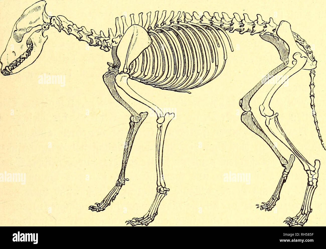 . Brehms Tierleben: allgemeine Kunde des Tierreichs: mit 1800 Abbildungen im Text, 9 Karten und 180 Abb. auf Tafeln in Farbendruck und Holzschnitt. Zoologie; das Verhalten der Tiere. 2 lHgemeine 3. 17 Stfjoii in ber Soweit waren bie Â £&gt; unbe weitverbreitete SÃ¤Ugetiere; e 3 fteljt aud; un = gwetfell) aft feft, Baía fie fef) r frÃ¼l) in ber Â© rboberflÃ ¤ dje erfd) ienen. GegenwÃ¤rtig verbreiten fie ftd) Ã¼ber bie Gange bewohnte@rbe unb treten in Ben weiften Â© ebieten f) Ã¤ufig auf. Â© infame, fÃ¼lle Â© egenben unb SÃilbniffe, mÃ¶gen fie gebirgig ober eben fein, au 3 Gebel) nte bÃ¼ftere Ã¤Ã¶Ã¤ tber, £) icfid) te, &Lt;5 teyym Stockfoto