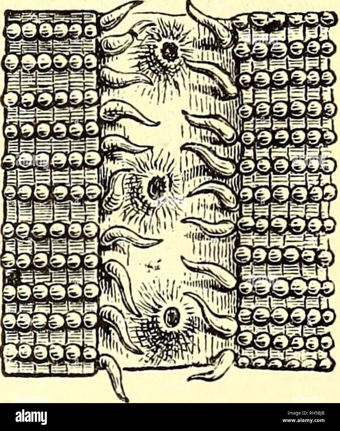 . Brehms Tierleben: allgemeine Kunde des Tierreichs: mit 1800 Abbildungen im Text, 9 Karten und 180 Abb. auf Tafeln in Farbendruck und Holzschnitt. Zoologie; das Verhalten der Tiere. Holiastraea heliopora. A) Stocf mit Ben 2 Bet< f) t eilen, B) oljne biefe. 9 tatürüä) e Unter ben ben Reißen Beeren eigentümlichen rieten Sippen ber ntdjt poröfen Stern - forallen ift bie eigentliche astraea, Sternforalte im engeren Sinne, eine ber midjtigftcn, meit ifjr unb Ben näheren $ ermanbten unter Ben riffbauenben Bieren eine Hauptrolle zugeteilt ift. Unfere obere 2 Xbbitb. ber Astraea Githago, einer ber ond S) Ana entbeätm Slrt Stockfoto