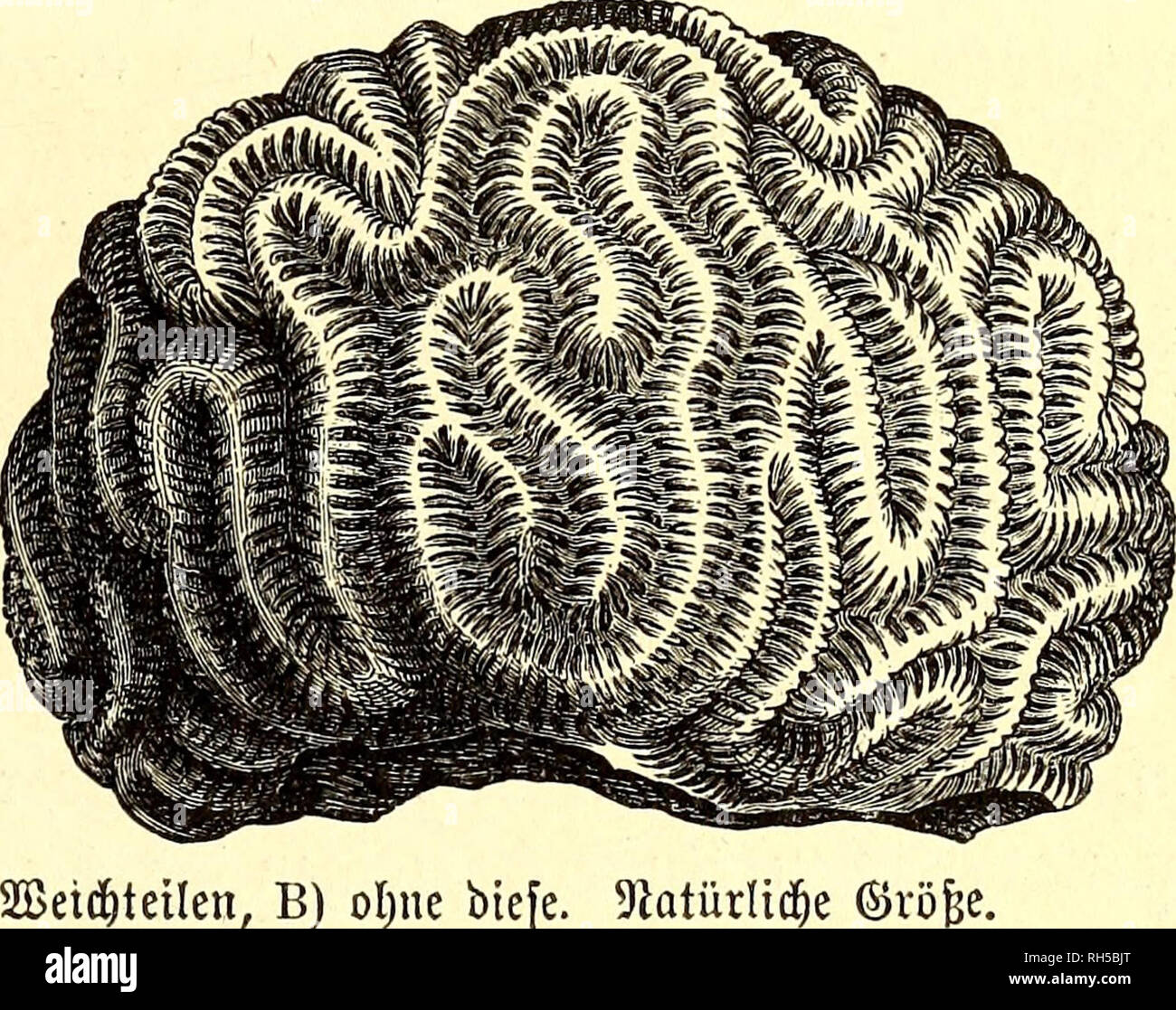 . Brehms Tierleben: allgemeine Kunde des Tierreichs: mit 1800 Abbildungen im Text, 9 Karten und 180 Abb. auf Tafeln in Farbendruck und Holzschnitt. Zoologie; das Verhalten der Tiere. Holiastraea heliopora. A) Stocf mit Ben 2 Bet< f) t eilen, B) oljne biefe. 9 tatürüä) e Unter ben ben Reißen Beeren eigentümlichen rieten Sippen ber ntdjt poröfen Stern - forallen ift bie eigentliche astraea, Sternforalte im engeren Sinne, eine ber midjtigftcn, meit ifjr unb Ben näheren $ ermanbten unter Ben riffbauenben Bieren eine Hauptrolle zugeteilt ift. Unfere obere 2 Xbbitb. ber Astraea Githago, einer ber ond S) Ana entbeätm Slrt Stockfoto