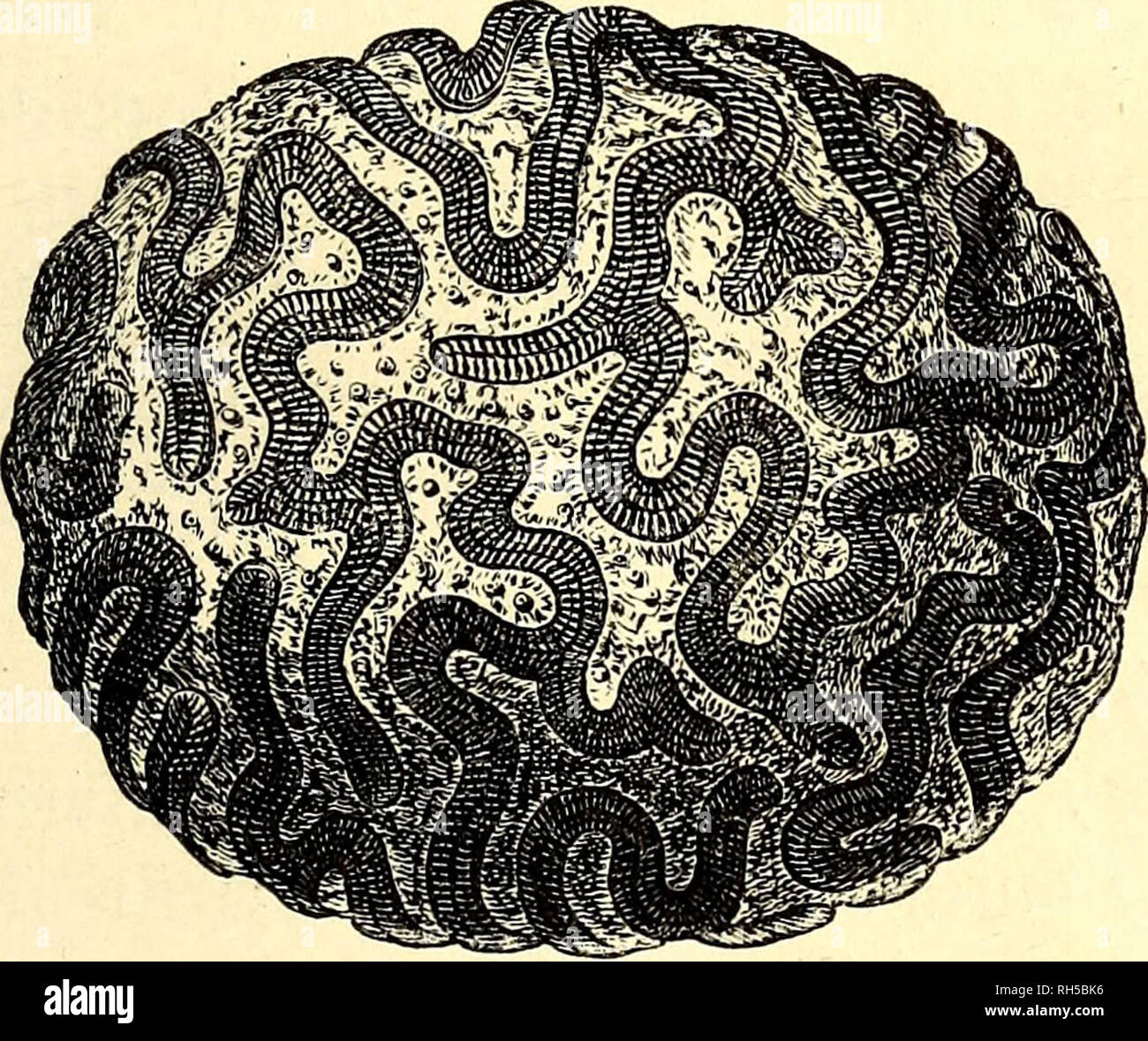 . Brehms Tierleben: allgemeine Kunde des Tierreichs: mit 1800 Abbildungen im Text, 9 Karten und 180 Abb. auf Tafeln in Farbendruck und Holzschnitt. Zoologie; das Verhalten der Tiere. Sternforalte (astraea Githago). Va ncttürl. Größe .. Bitte beachten Sie, dass diese Bilder sind von der gescannten Seite Bilder, die digital für die Lesbarkeit verbessert haben mögen - Färbung und Aussehen dieser Abbildungen können nicht perfekt dem Original ähneln. extrahiert. Brehm, Alfred Edmund, 1829-1884; Pechuel-Loesche, Eduard, 1840-1913; Haacke, Wilhelm, 1855-1912; Schroeder, E.H., der ehemalige Eigentümer. DSI. Leipzig; Wien: Bibliogr Stockfoto