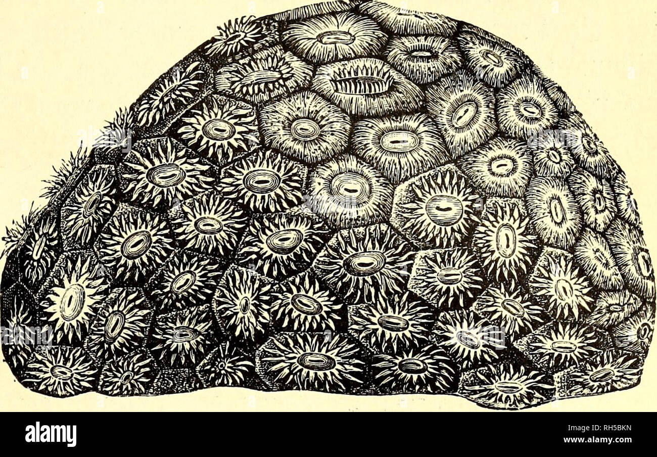 . Brehms Tierleben: allgemeine Kunde des Tierreichs: mit 1800 Abbildungen im Text, 9 Karten und 180 Abb. auf Tafeln in Farbendruck und Holzschnitt. Zoologie; das Verhalten der Tiere. Leptopenus. SJafenforalle. © terrtforalte. © efjirnforarten. 597 jtifjamniengefefitc Stöde bilbenbeu gamilien weit übertroffen. 3) Eine "§ uns bin nädjften liegenbe 23 etfpiel^ aben mir in ber^ ftafenforalle (Cladocora caespitosa) 33 oot roarf.. Sternforalte (astraea Githago). Va ncttürl. Größe .. Bitte beachten Sie, dass diese Bilder aus gescannten Seite Bilder, die digital für die Lesbarkeit verbessert haben mögen - Färbung und ap extrahiert werden Stockfoto