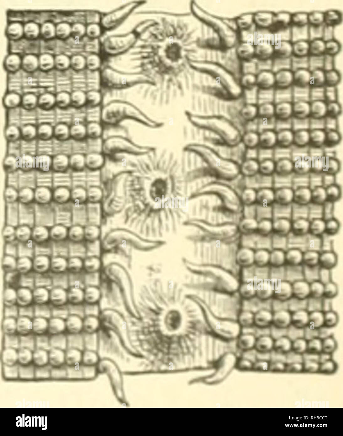 . Brehms Tierleben; allgemeine Kunde des thierreichs. Mit 1910 Abbildungen im Text, 11 Abb. und 180 Abb. auf Tafeln in farbendruck und Holzschnitt. Zoologie; das Verhalten der Tiere; Europa Geral. Heliastraea heliopora. A) Stod mit Ben 2 Wette (i) teiIen, B) ol) ue biefe. 9 latütli (^e © röfee. Unter ben ben I) ei §en 9 Jteeren eigentümlid; en oielen © IPPEN ber nidjt poröfen © tern - foraüen ift bie eigentliche astraea, © ternforalle im engeren © inne, eine ber rcidjtigften, weil Il; r unb Ben nätjeren SSerroaubten unter Ben riffbauenben 2:'ieren eine Hauptrolle zugeteilt ift. Hnfere obere 21 bbilb. ber Astraea Githago, eine Stockfoto