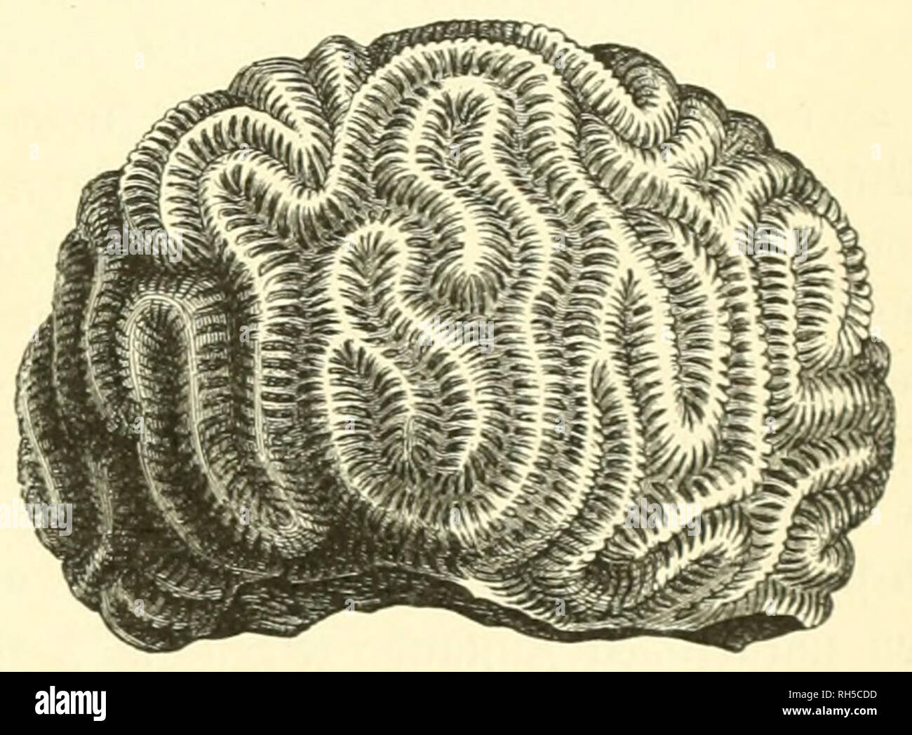 . Brehms Tierleben; allgemeine Kunde des thierreichs. Mit 1910 Abbildungen im Text, 11 Abb. und 180 Abb. auf Tafeln in farbendruck und Holzschnitt. Zoologie; das Verhalten der Tiere; Europa Geral. Heliastraea heliopora. A) Stod mit Ben 2 Wette (i) teiIen, B) ol) ue biefe. 9 latütli (^e © röfee. Unter ben ben I) ei §en 9 Jteeren eigentümlid; en oielen © IPPEN ber nidjt poröfen © tern - foraüen ift bie eigentliche astraea, © ternforalle im engeren © inne, eine ber rcidjtigften, weil Il; r unb Ben nätjeren SSerroaubten unter Ben riffbauenben 2:'ieren eine Hauptrolle zugeteilt ift. Hnfere obere 21 bbilb. ber Astraea Githago, eine Stockfoto