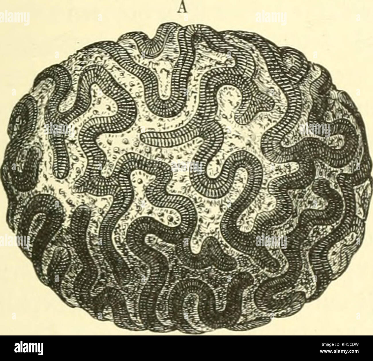 . Brehms Tierleben; allgemeine Kunde des thierreichs. Mit 1910 Abbildungen im Text, 11 Abb. und 180 Abb. auf Tafeln in farbendruck und Holzschnitt. Zoologie; das Verhalten der Tiere; Europa Geral. Sterutoralte (astraea Githago). "Eine UQtürl. © RÖTE.. Bitte beachten Sie, dass diese Bilder sind von der gescannten Seite Bilder, die digital für die Lesbarkeit verbessert haben mögen - Färbung und Aussehen dieser Abbildungen können nicht perfekt dem Original ähneln. extrahiert. Brehm, Alfred Edmund, 1829-1884. Leipzig: Bibliographische Institut Stockfoto