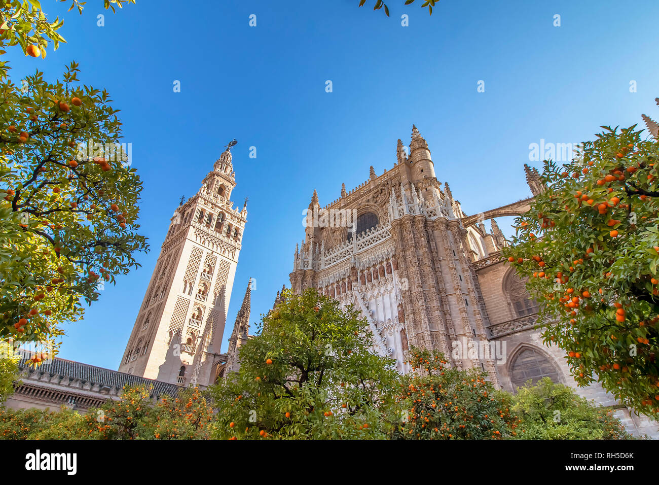 Anzeigen von Sevilla Kathedrale der Heiligen Maria des Siehe (Kathedrale von Sevilla entfernt) mit dem Turm Giralda und Orangen Bäume im Vordergrund. Stockfoto