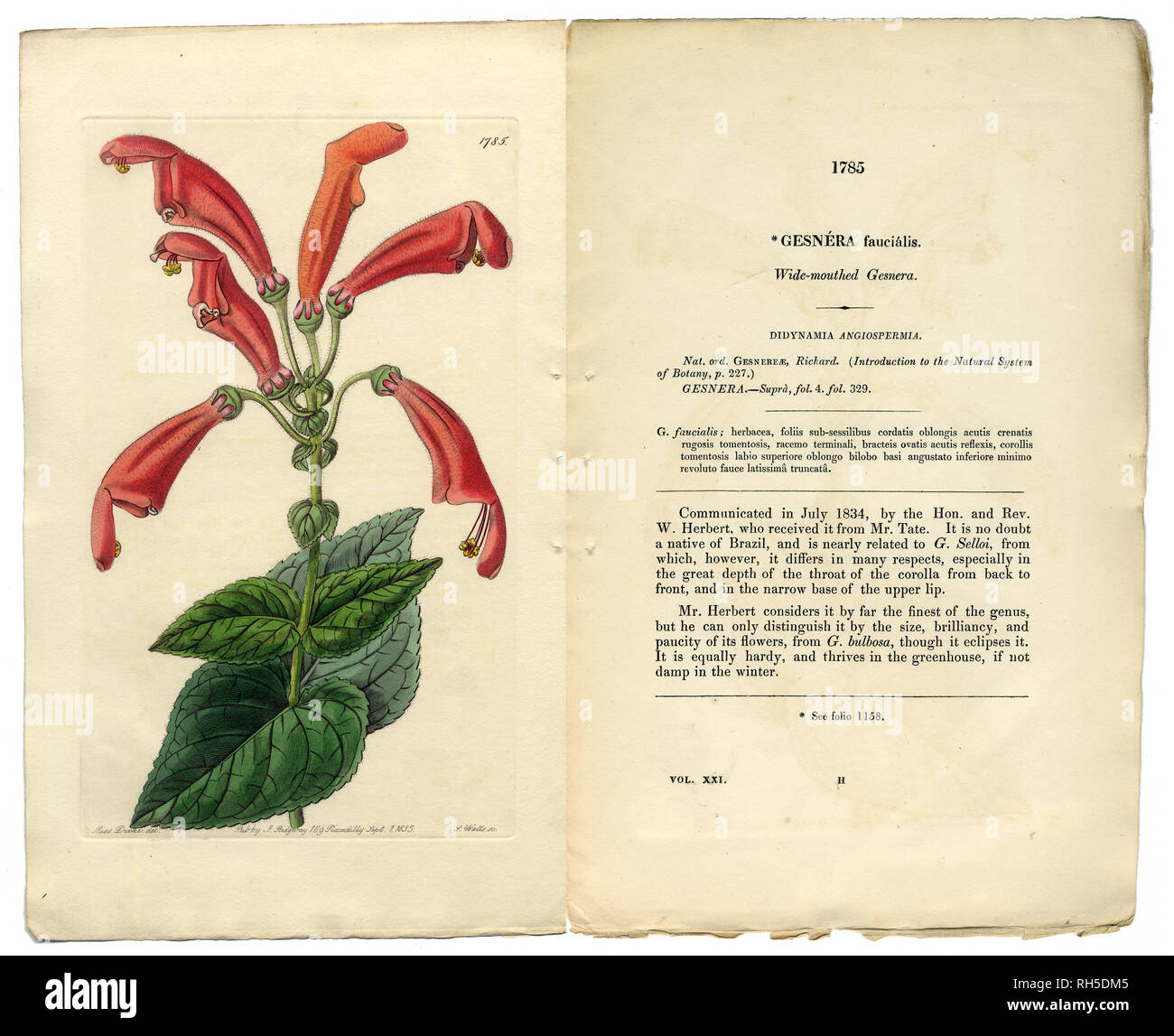 Gesneria Faucialis Victorian Botanical Illustration, Gesneria Mit Breitem Mund, 1835 Stockfoto