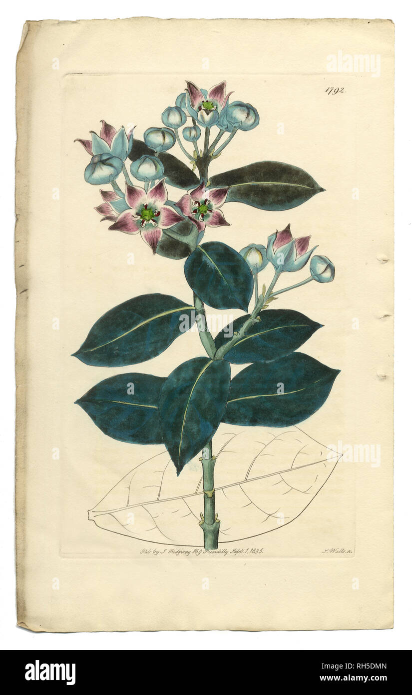 Tall Calotropis, Calotropis Procera, Apocynaceae, Viktorianische Botanische Illustration, 1835 Stockfoto