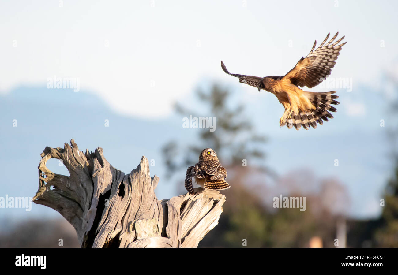 Northern Harrier belästigt eine Sumpfohreule Stockfoto