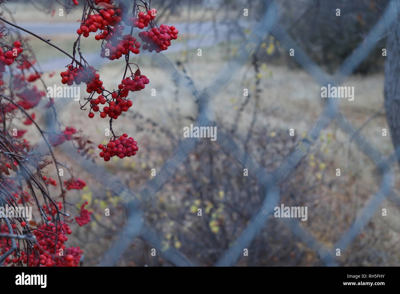 Herbst Beeren durch den Maschendrahtzaun gesehen Stockfoto