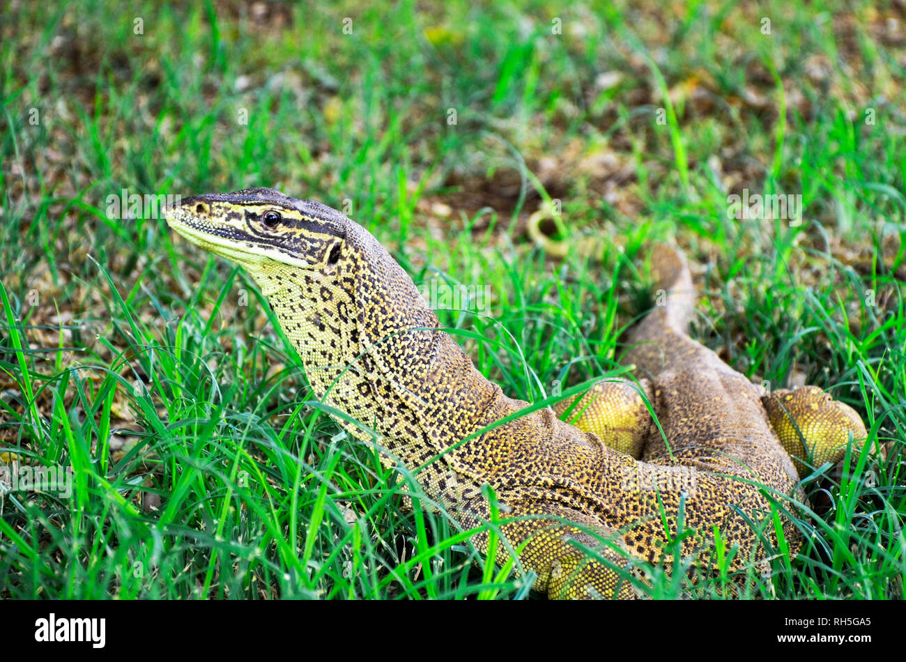 Eine Nahaufnahme eines Bungarra Eidechse in Western Australia Stockfoto