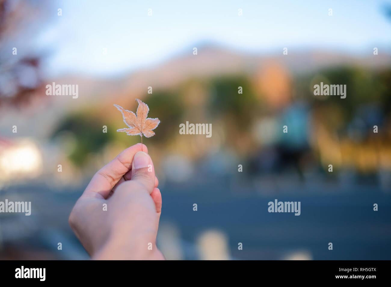 Von Hand gepflückt gefroren maple leaf im Herbst Saison Stockfoto