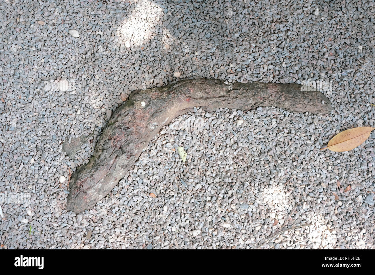 Große Wurzel auf Schotter Boden Hintergrund übertroffen Stockfoto