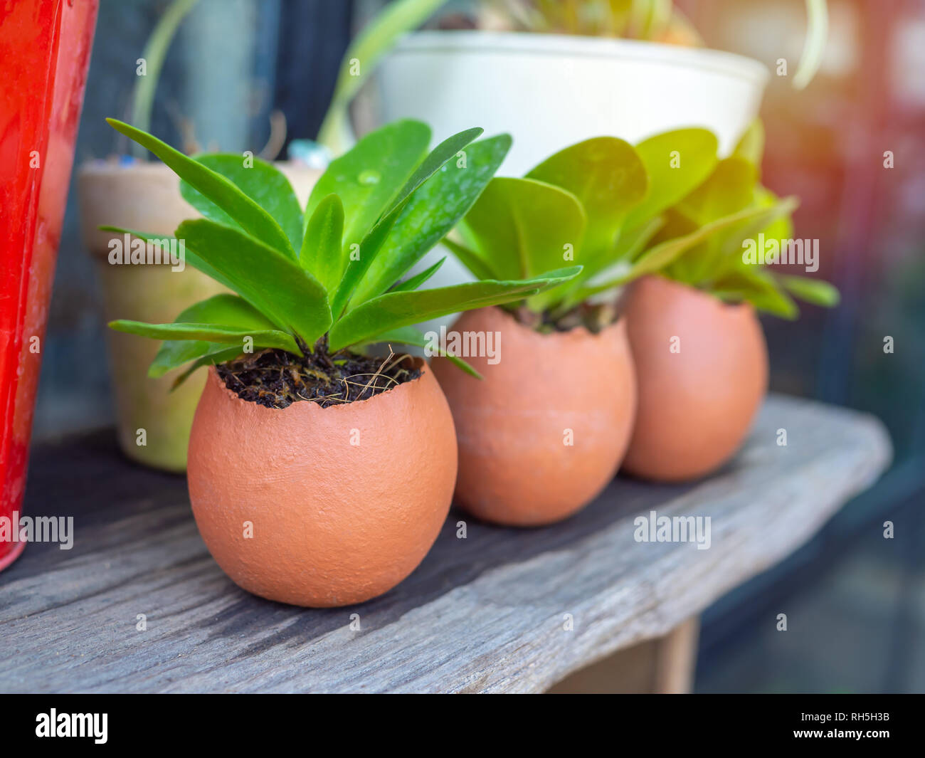 Grüne Pflanzen in drei Eierschalen mit Blumentöpfe auf Holztisch, Landwirtschaft DIY kreatives Konzept. Stockfoto