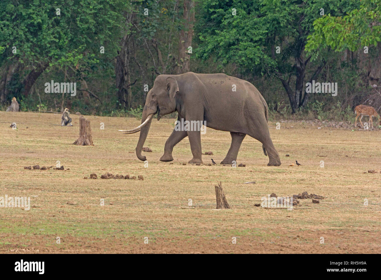 Große Männliche Elefanten entlang der Kabini River in Nagarhole Nationalpark in Indien Stockfoto