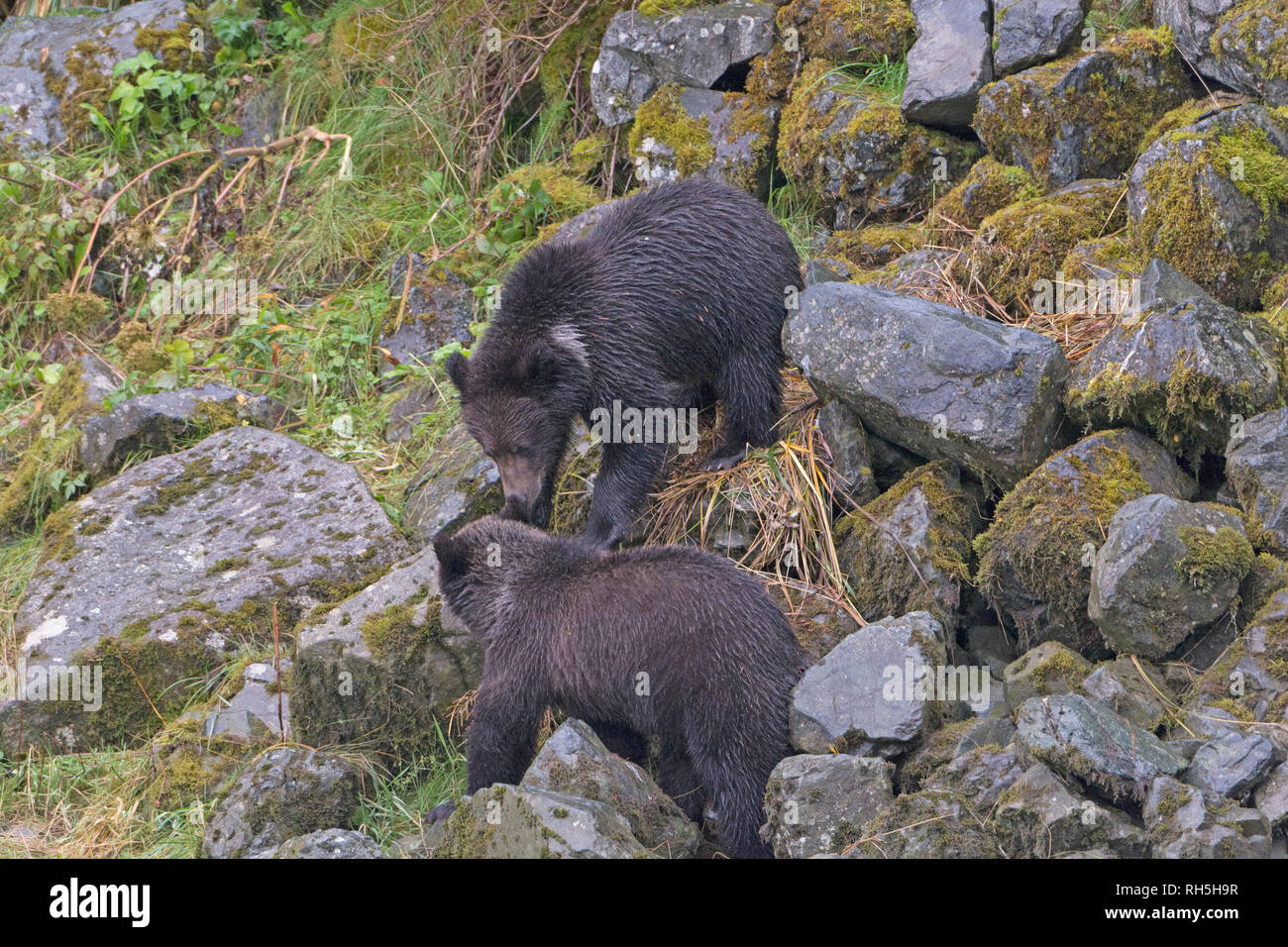 Grizzly Bear Cubs spielen in der Nähe der Chilkoot River in der Nähe von Haines, Alaska Stockfoto