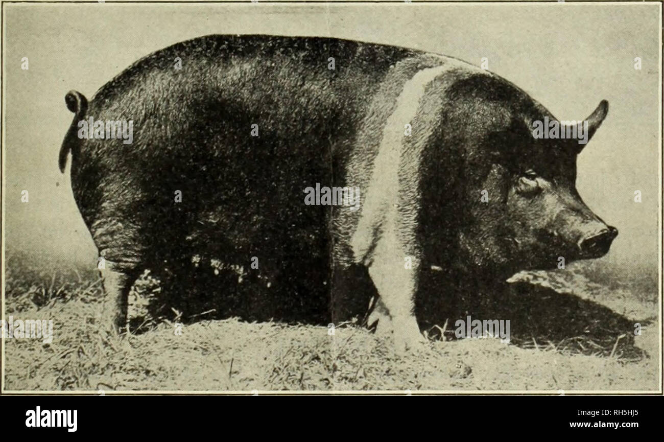 . Rassen von Schweinen. Schweine züchtet. Abb. 9.-Hampshire Wildschwein. Weiter ing, aber nicht brechen. Die Schultern sind glatt und gut eingestellt, der Rücken ist stark und gewölbt, die Schinken sind tief und breit, aber nicht sehr dick. In der Qualität das Fleisch des Hampshire hat eine sehr. Abb. 10.- Hampshire säen. hohes Ansehen. Es hat eine gute Aufzeichnung in der gekleidet - karkasse Wettbewerb im internationalen Live Stock Ausstellung in Chicago gemacht. Das Fleisch ist der gute Korn mit einem wünschenswerten Prozentsatz von mager nach fett.. Bitte beachten Sie, dass diese Bilder aus gescannten Seite Bilder, die digital für Rea erhöht worden sein können extrahiert werden Stockfoto