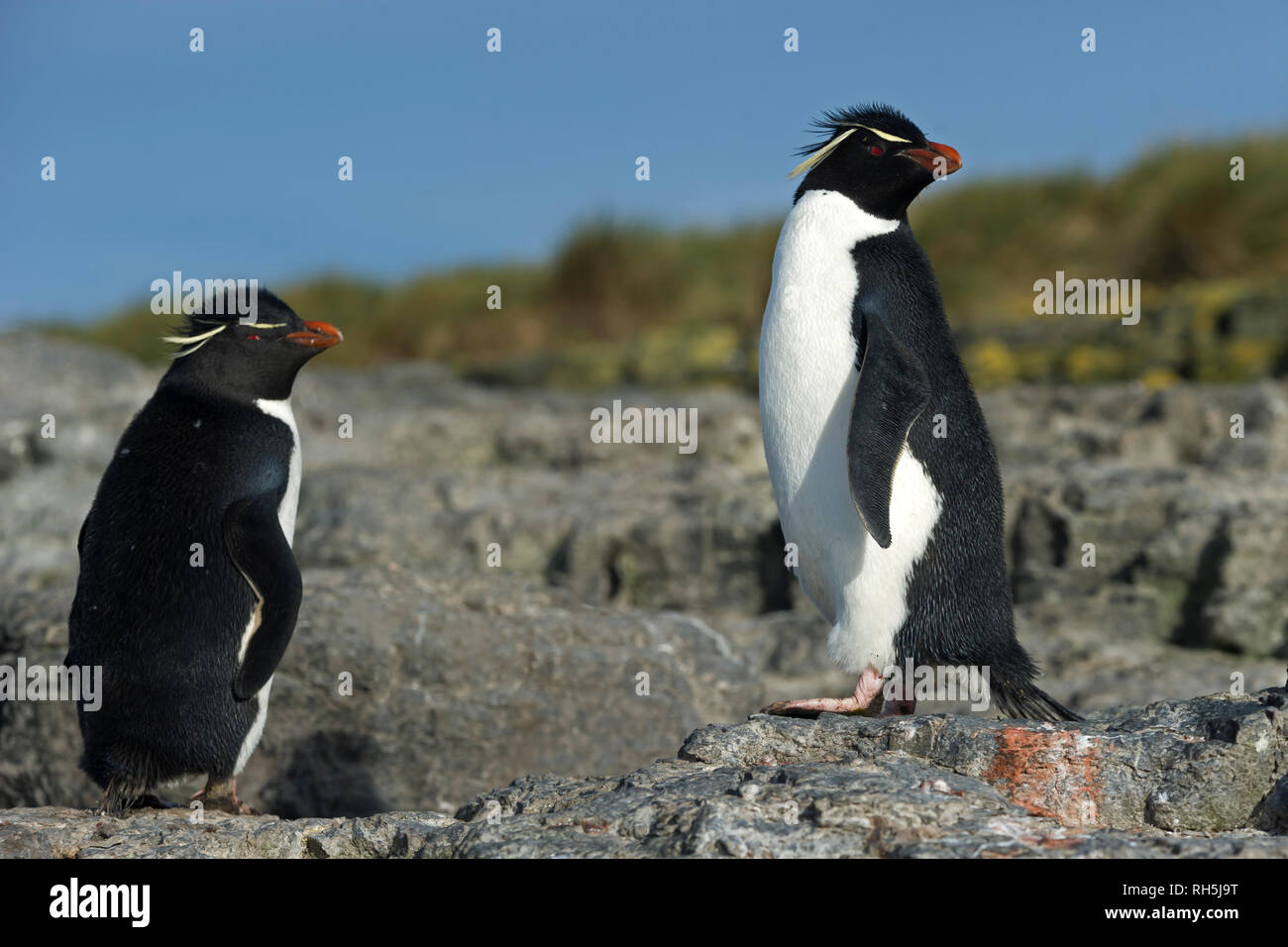 Rockhopper Pinguine eudyptes chrysocome stehend auf Felsen trostlosen Insel falkland inseln Stockfoto